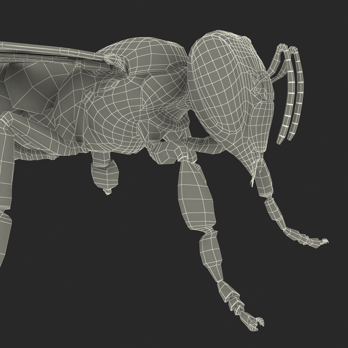 Honey Bee 3D model