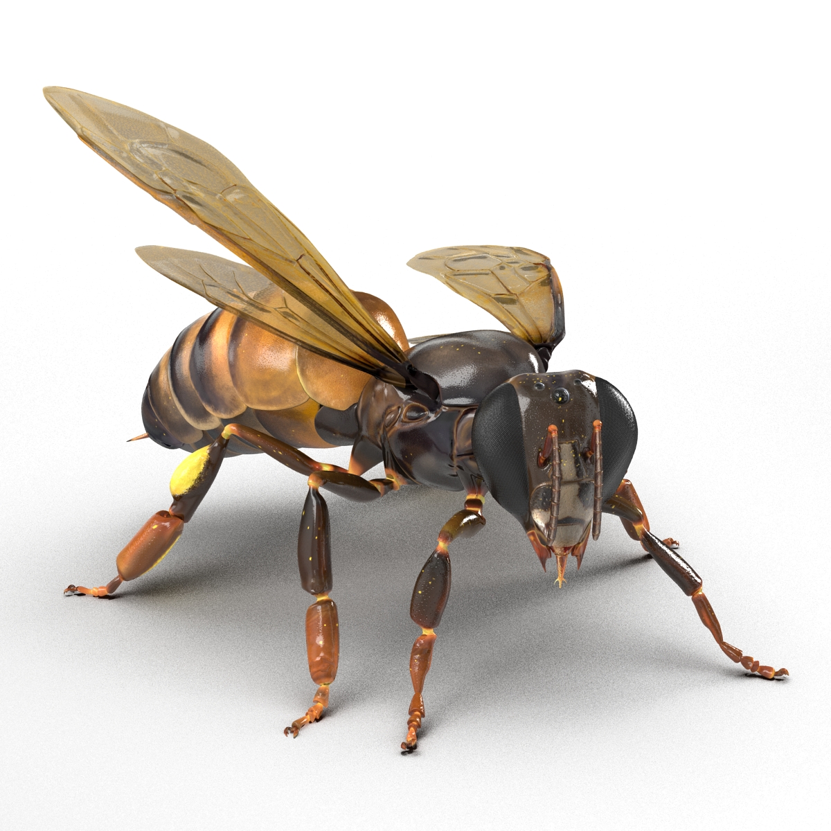 3D Honey Bee Pose 2