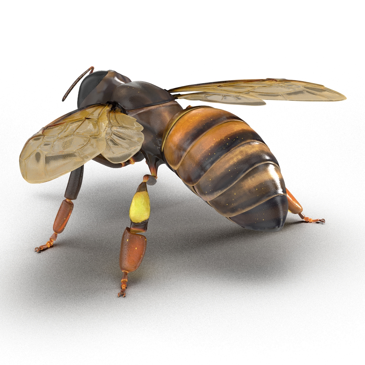 3D Honey Bee Pose 4