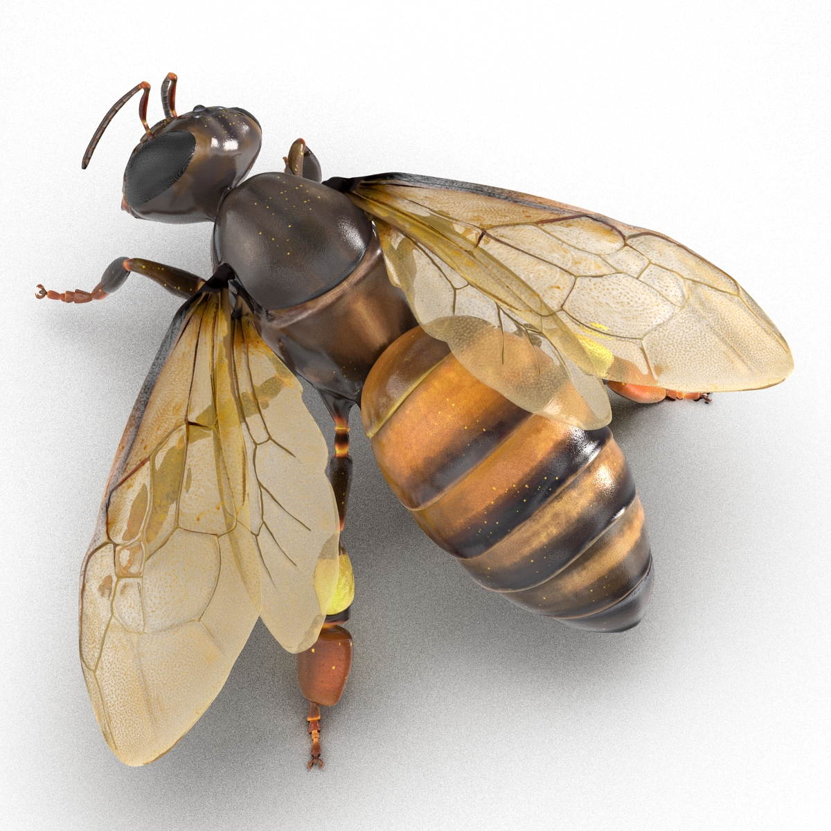 3D Honey Bee Pose 4