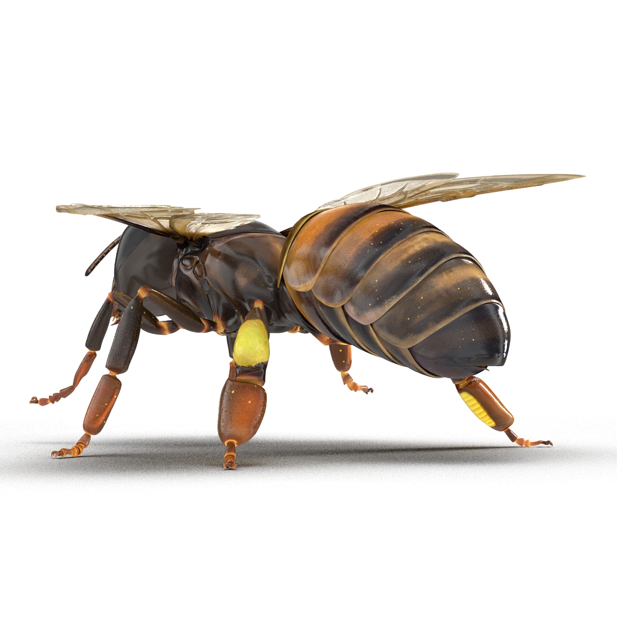 3D Honey Bee Pose 4