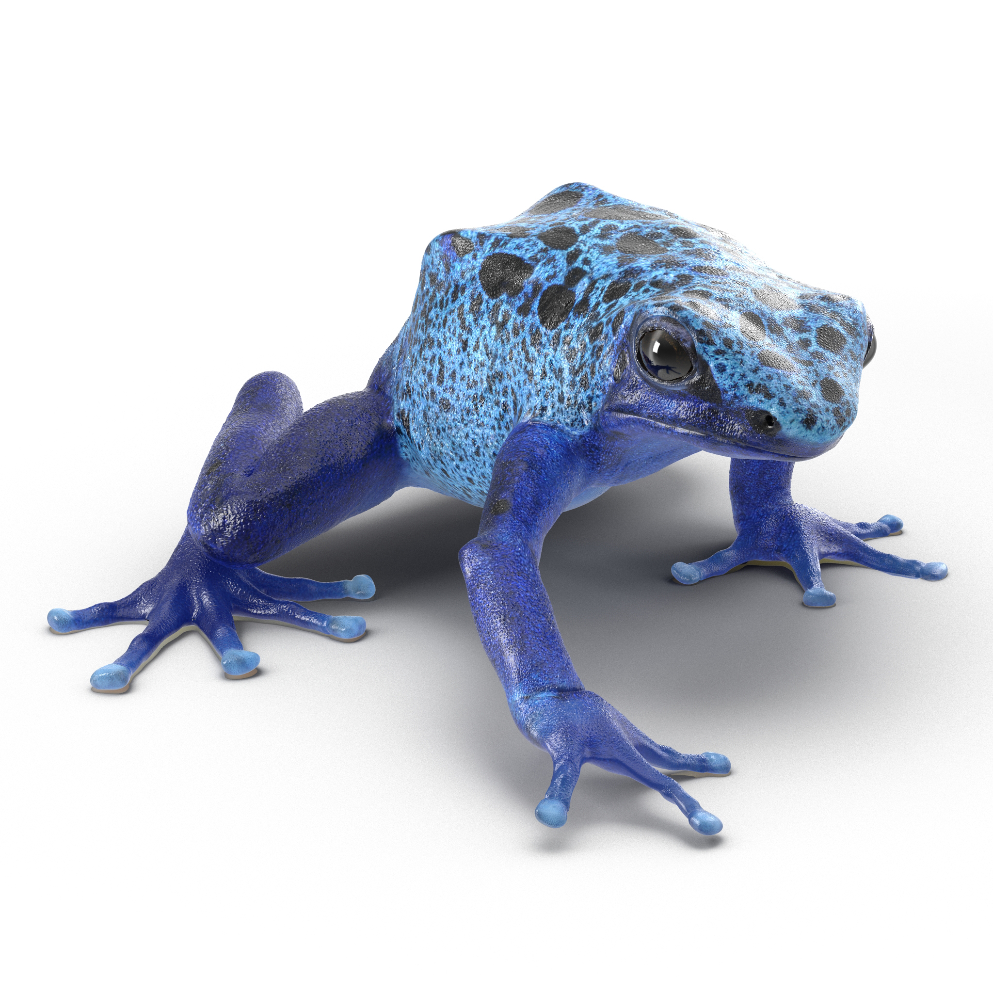 3D Poison Dart Frog Pose 3 model