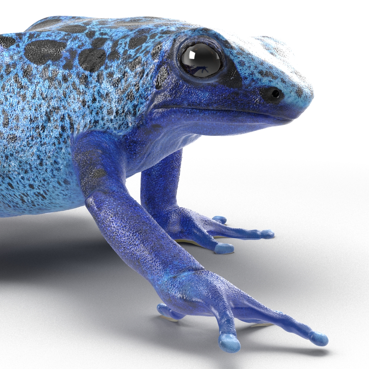 3D Poison Dart Frog Pose 3 model