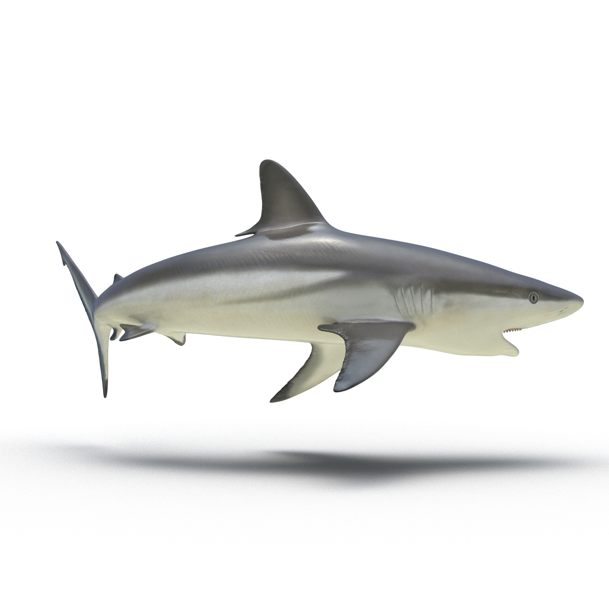 Grey Reef Shark Rigged 3D