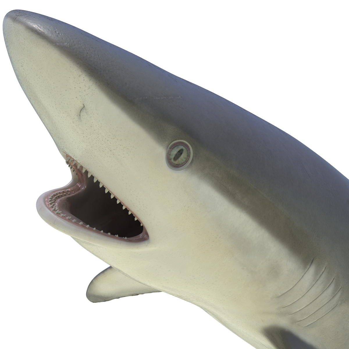 Grey Reef Shark Rigged 3D