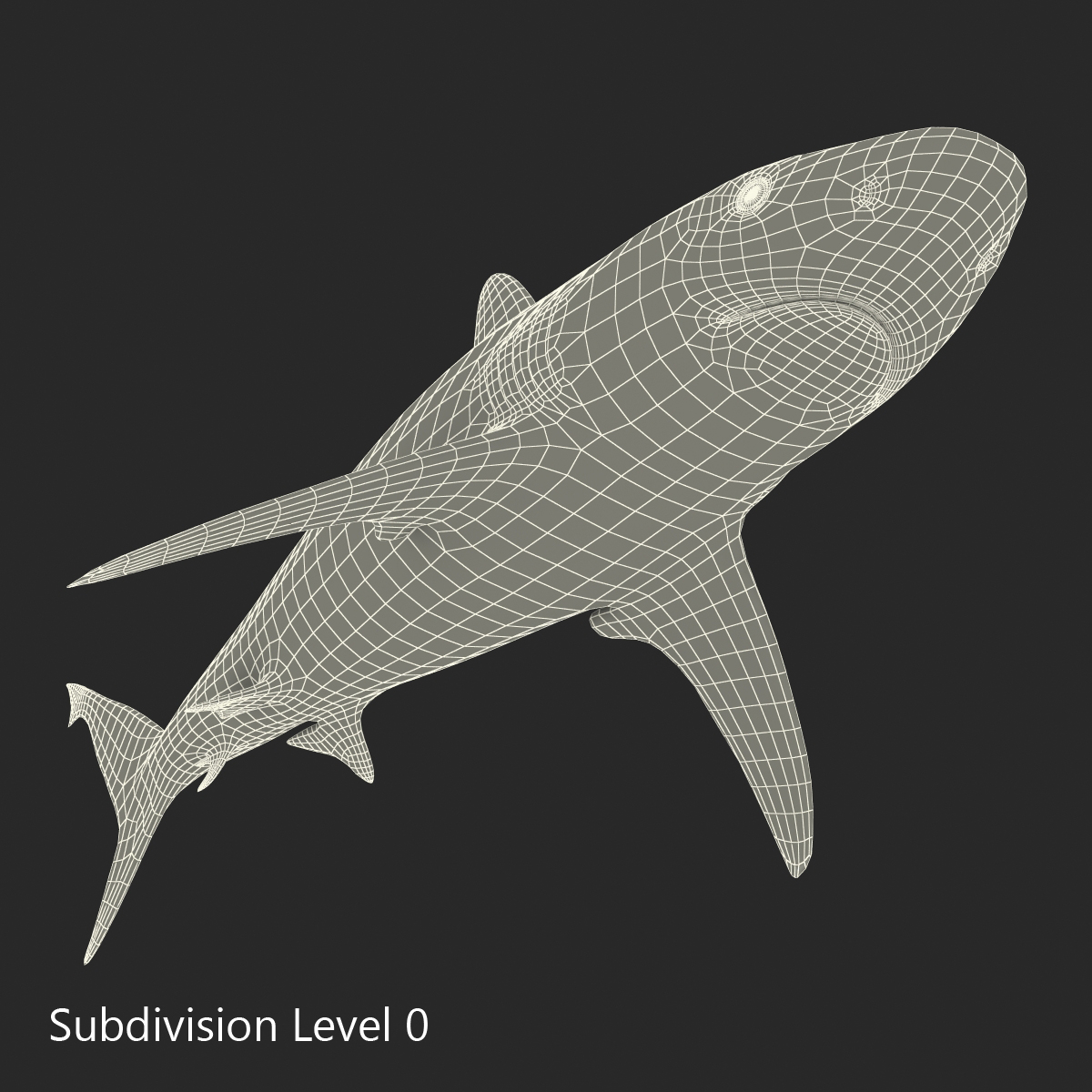 Grey Reef Shark Rigged 3D