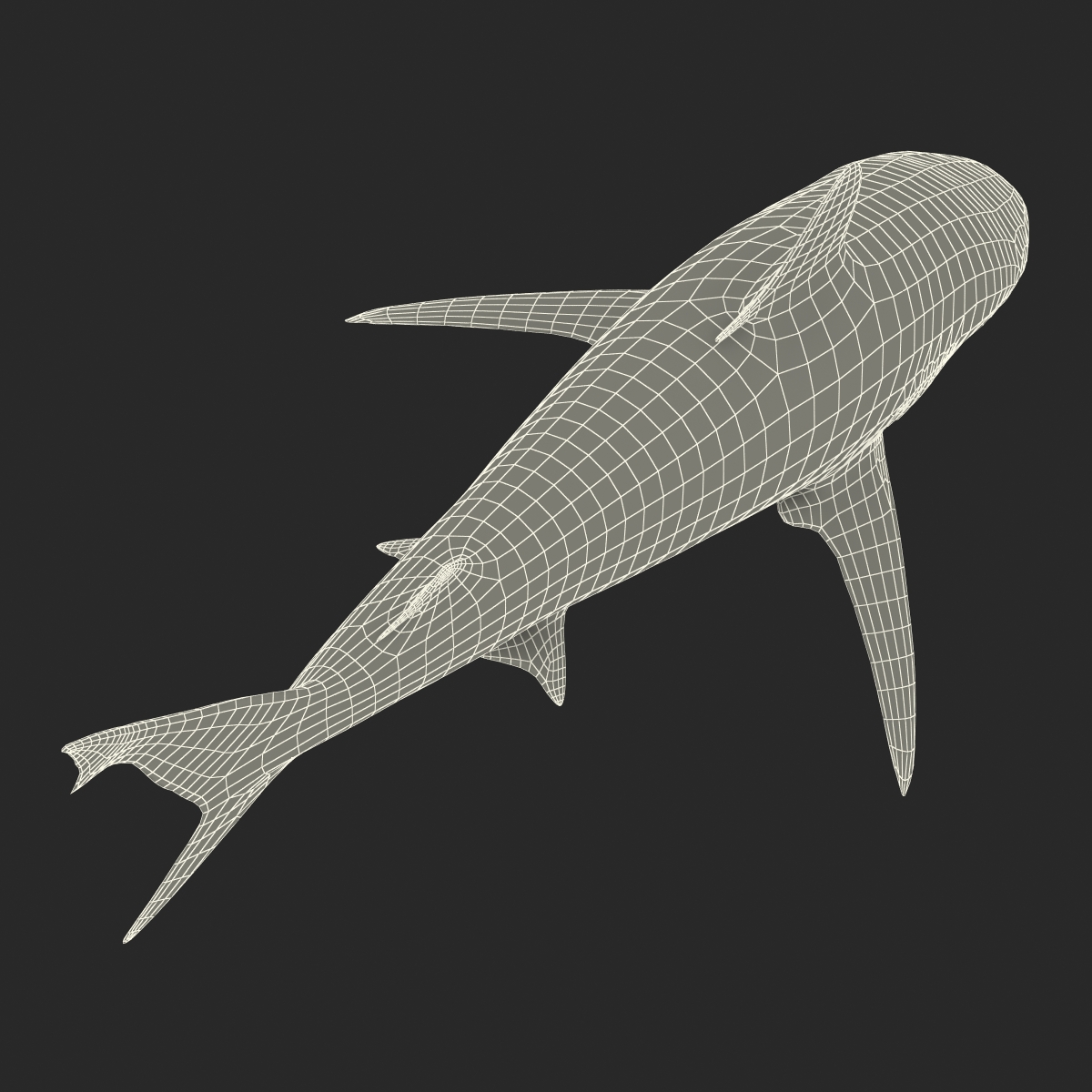 Grey Reef Shark Rigged 3D