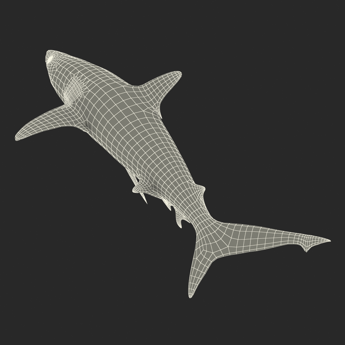 Grey Reef Shark Rigged 3D