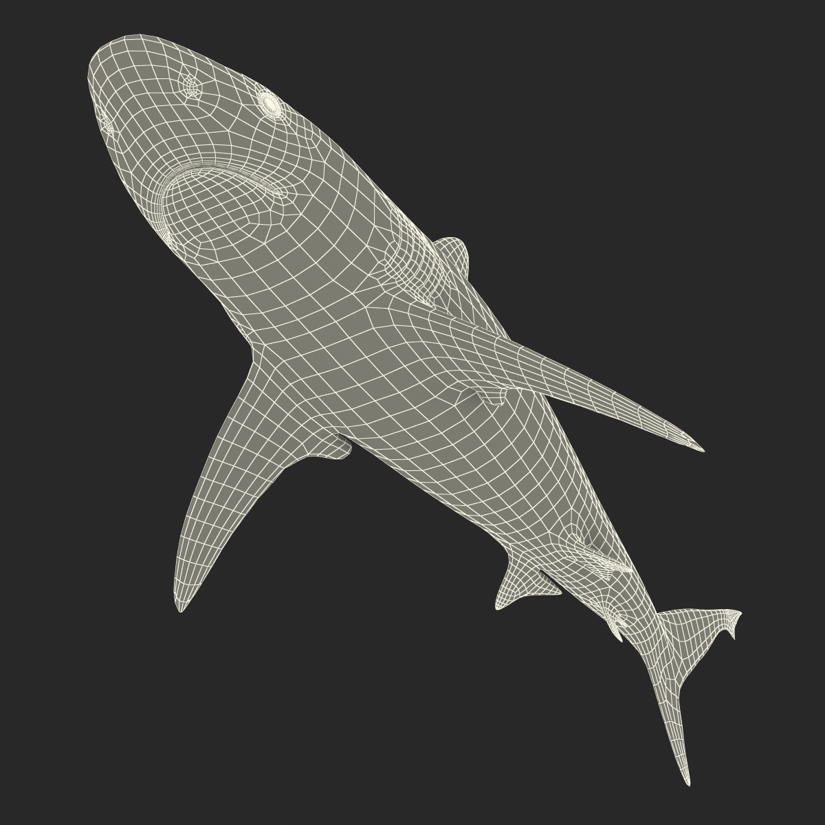 Grey Reef Shark Rigged 3D