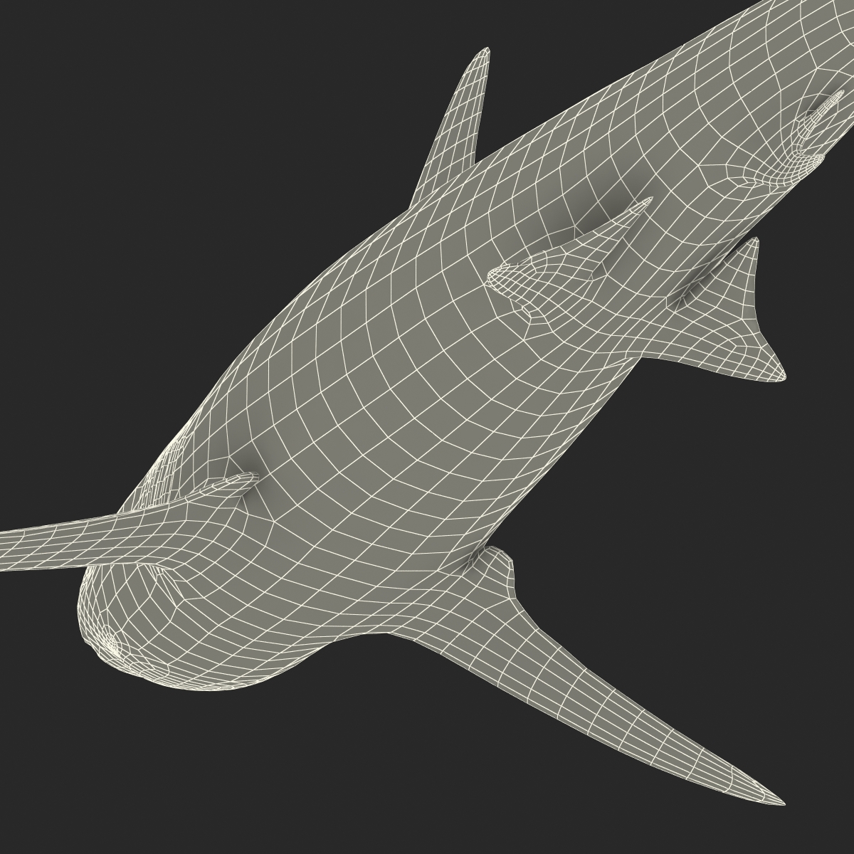 Grey Reef Shark Rigged 3D