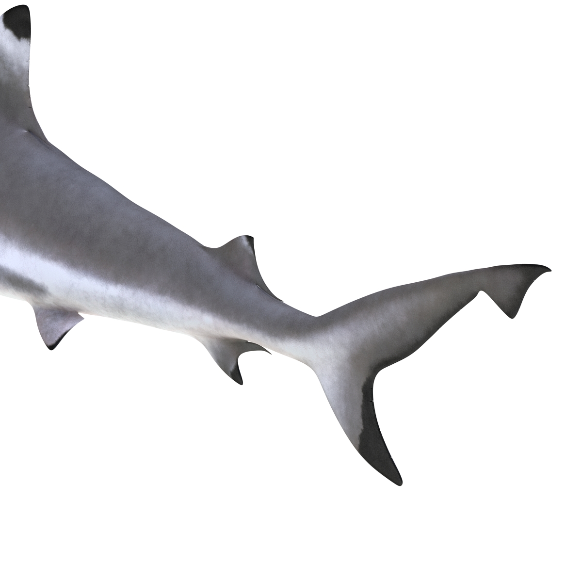 Blacktip Reef Shark 3D model