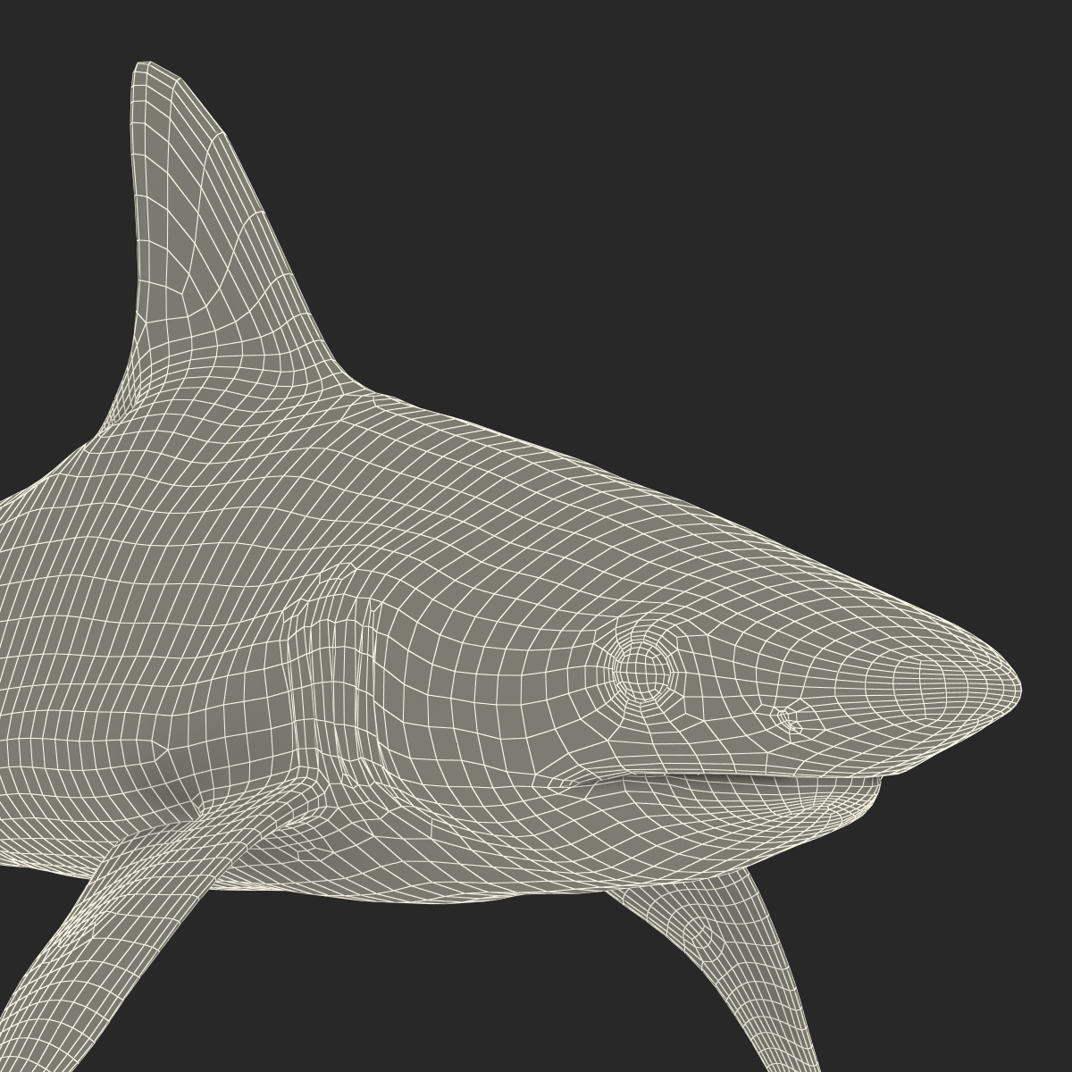 Blacktip Reef Shark 3D model