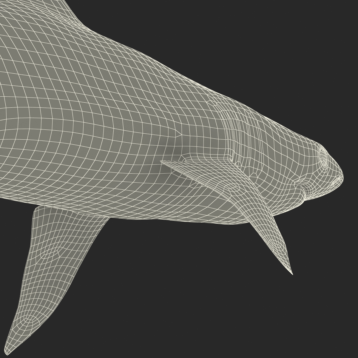 Blacktip Reef Shark 3D model