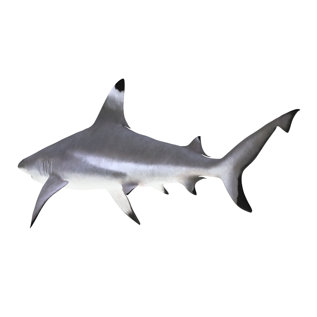 3D Blacktip Reef Shark Rigged