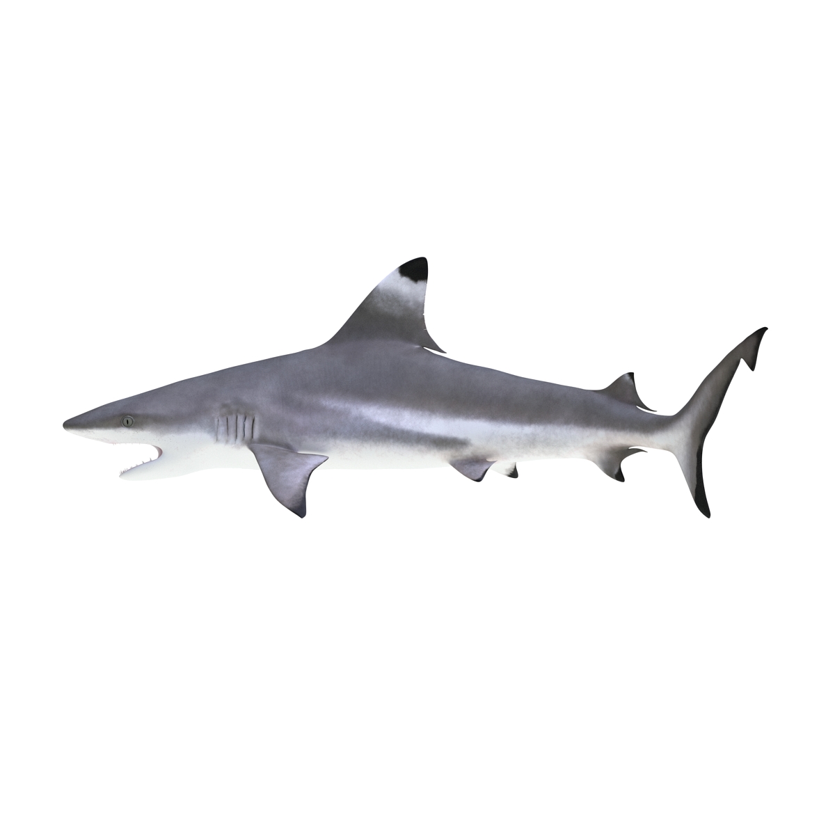 3D Blacktip Reef Shark Pose 2