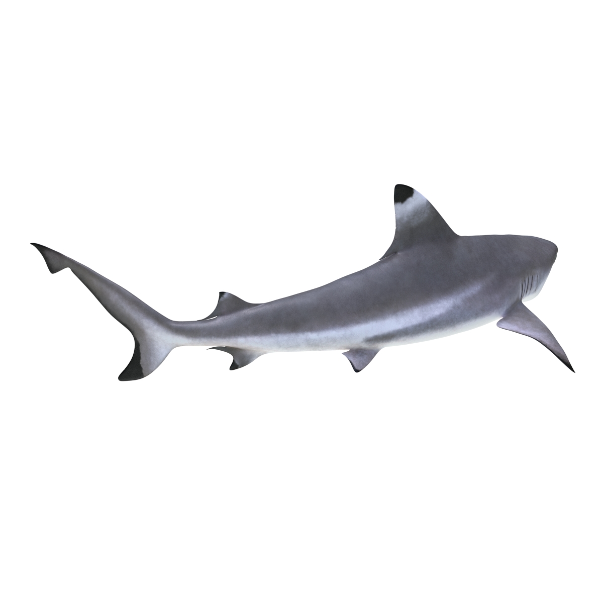 3D Blacktip Reef Shark Pose 2