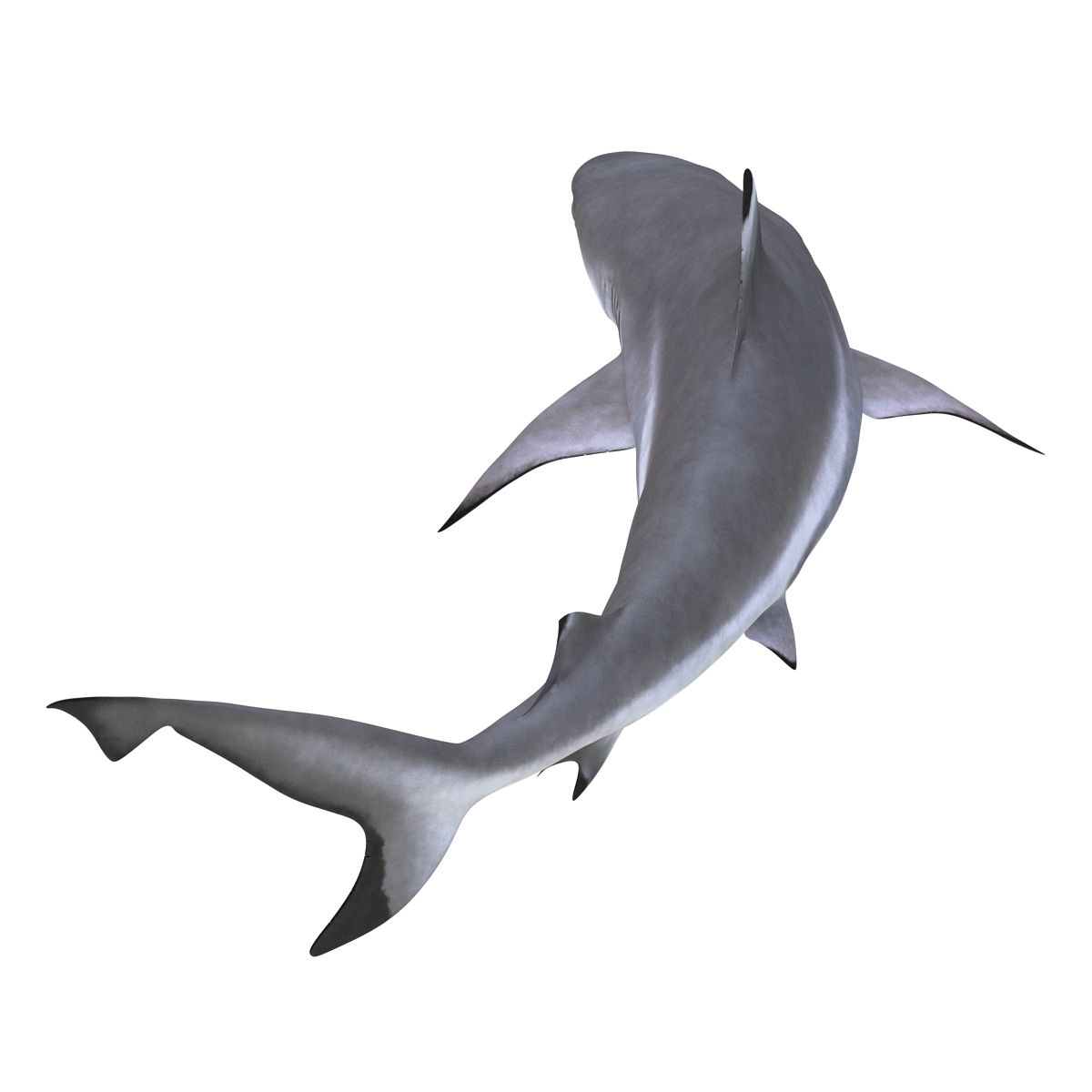 3D Blacktip Reef Shark Pose 2