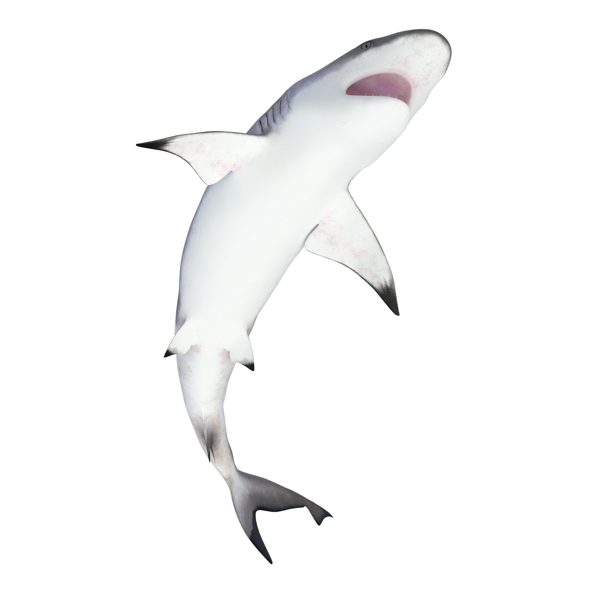 3D Blacktip Reef Shark Pose 2