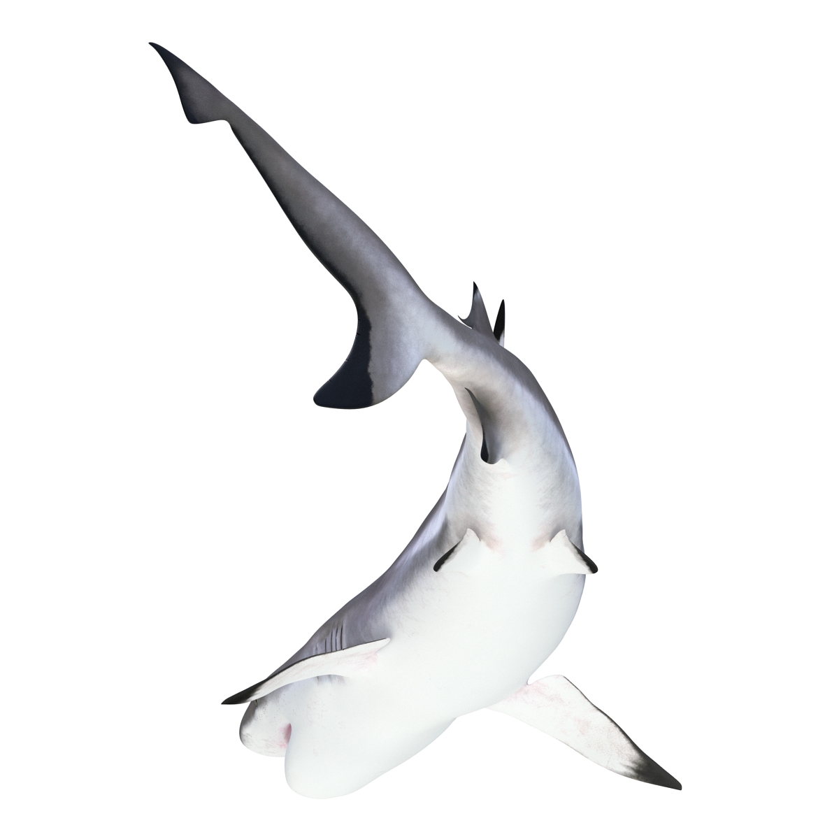 3D Blacktip Reef Shark Pose 2