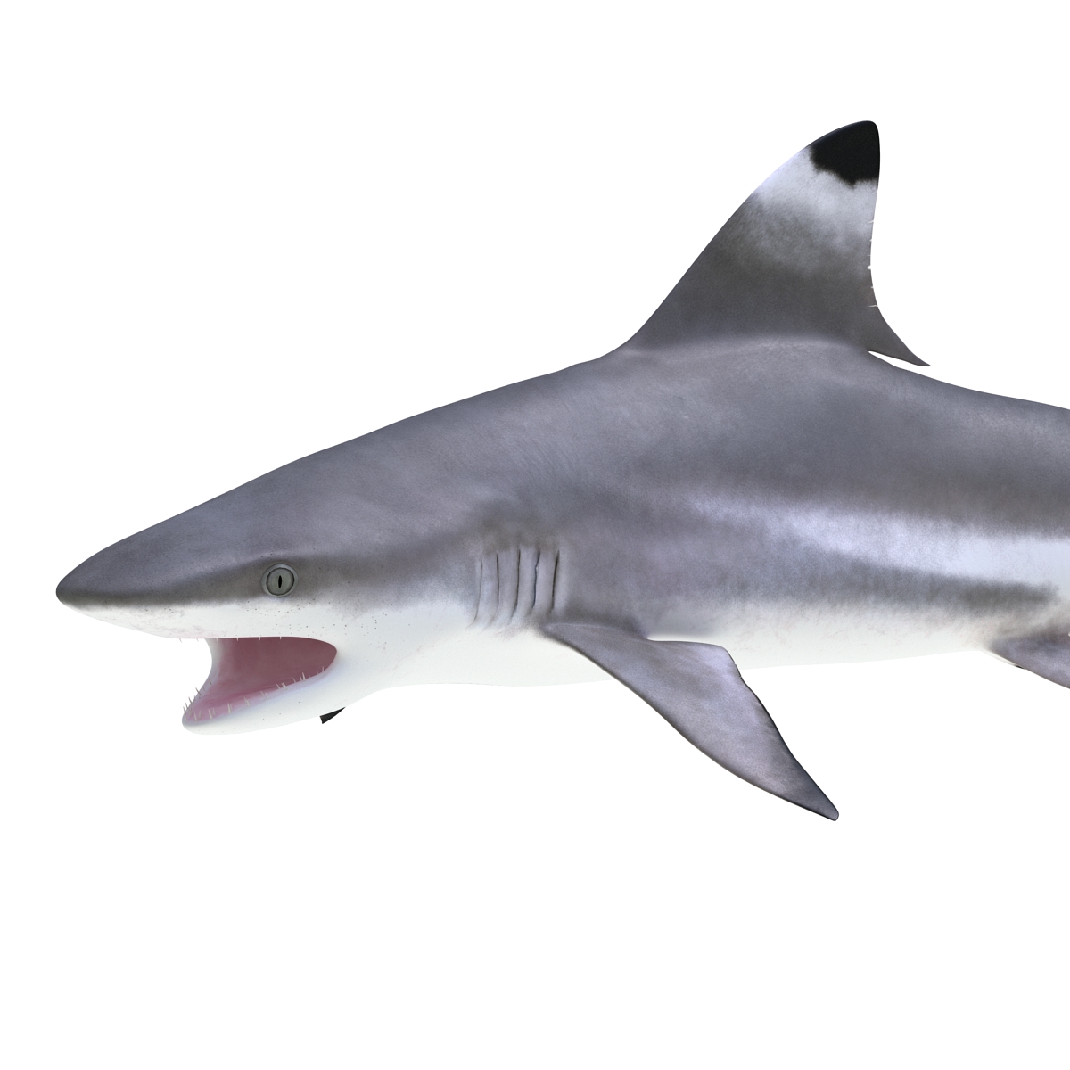 3D Blacktip Reef Shark Pose 2