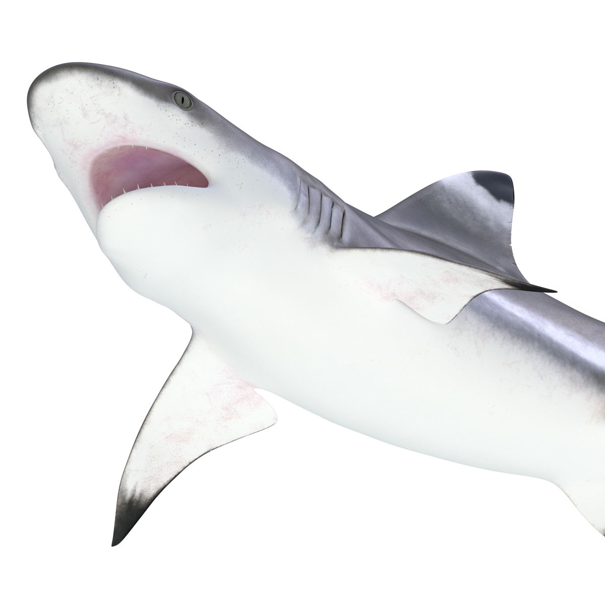 3D Blacktip Reef Shark Pose 2