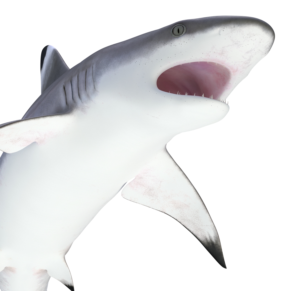 3D Blacktip Reef Shark Pose 2