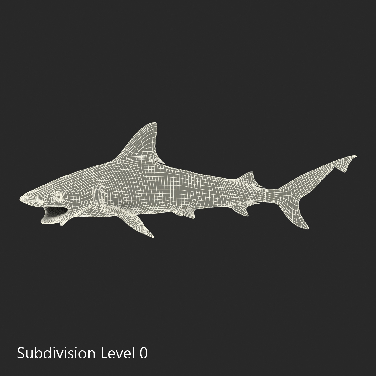 3D Blacktip Reef Shark Pose 2