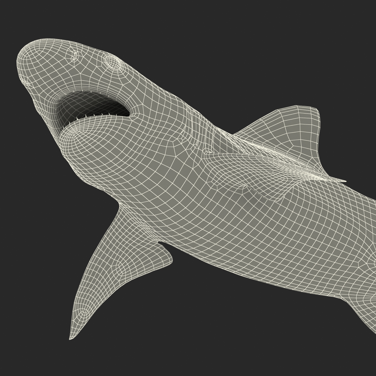 3D Blacktip Reef Shark Pose 2