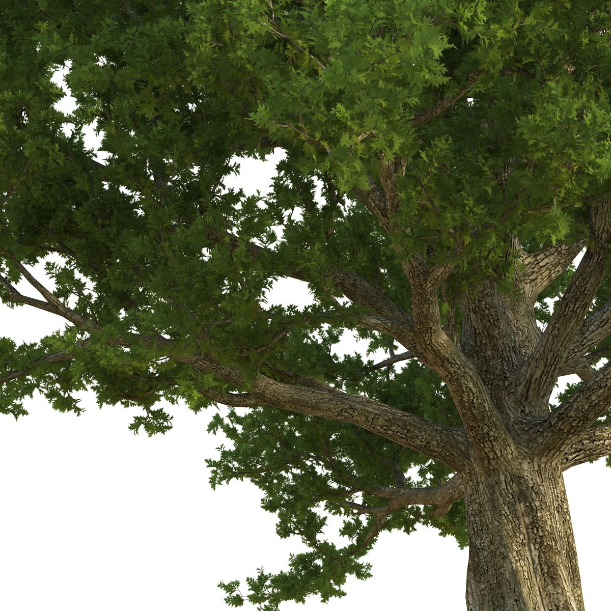 3D Red Oak Old Tree Summer model