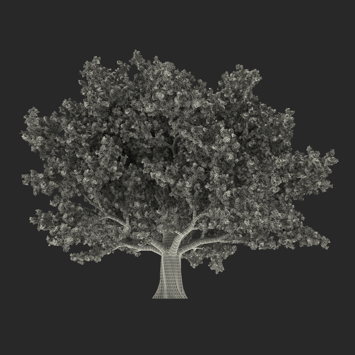 3D Red Oak Old Tree Summer model