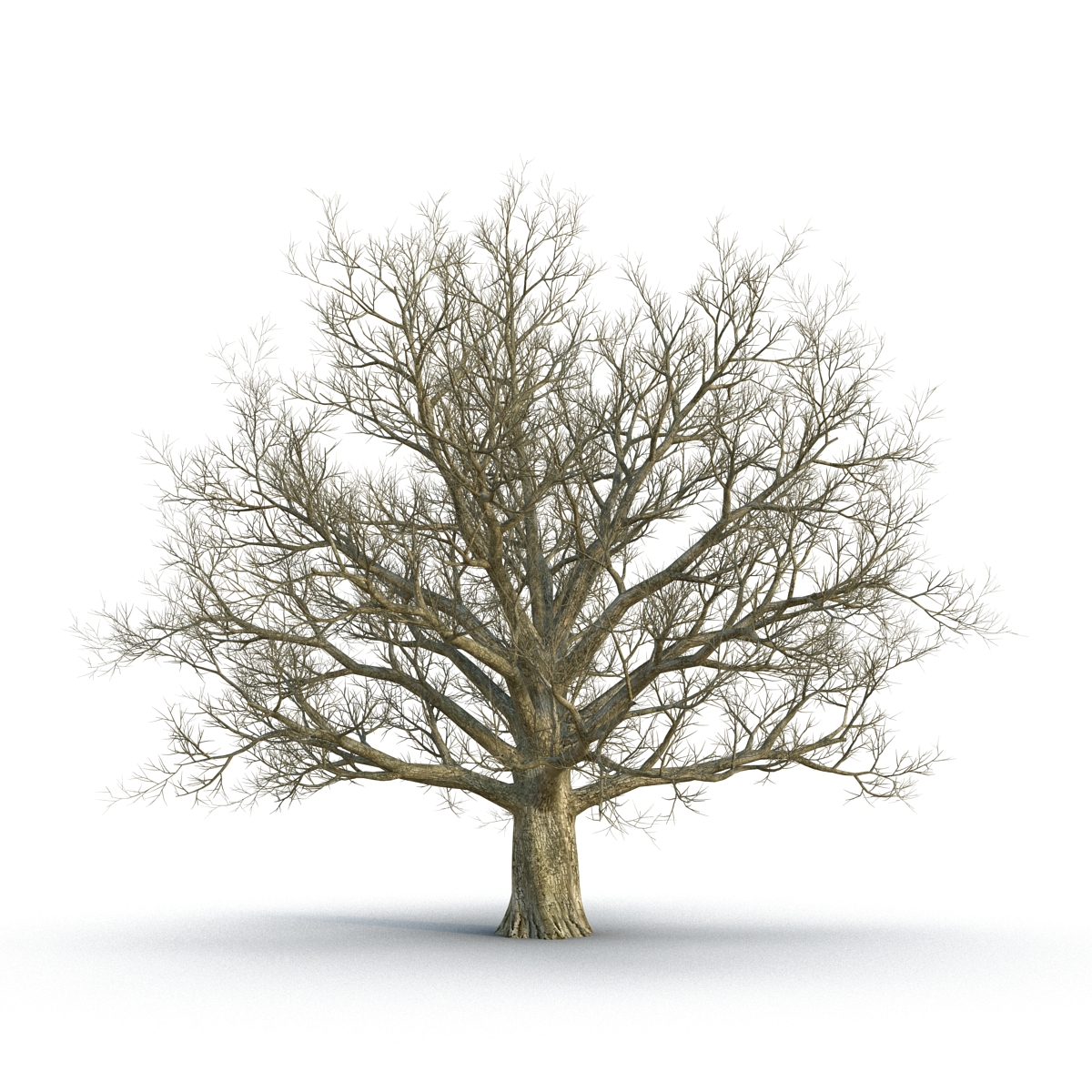 3D Red Oak Old Tree Winter model