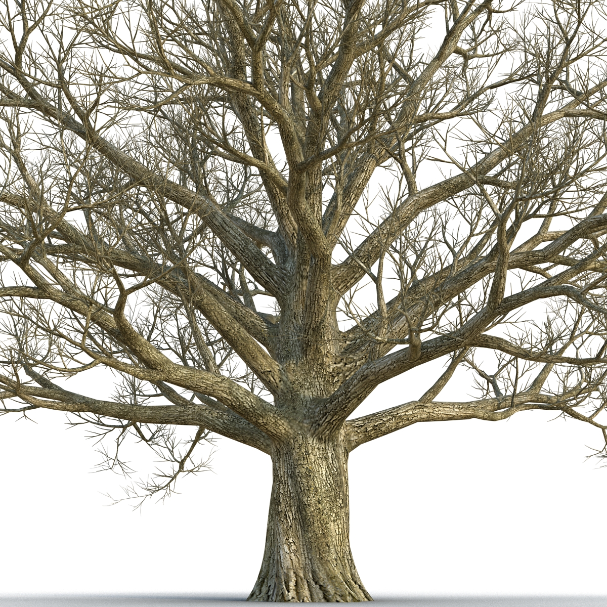 3D Red Oak Old Tree Winter model