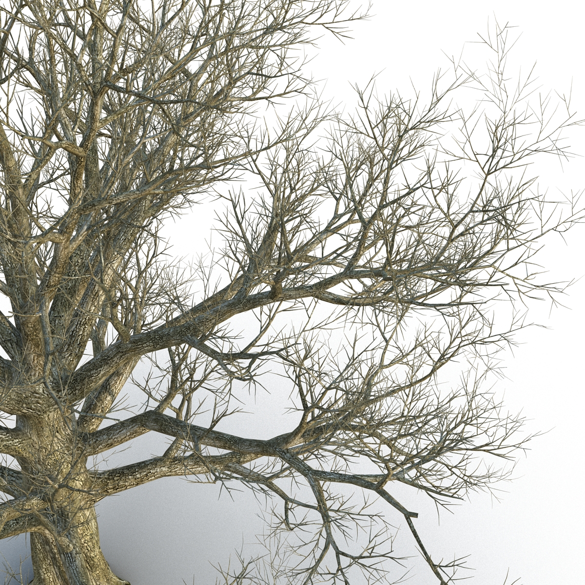 3D Red Oak Old Tree Winter model