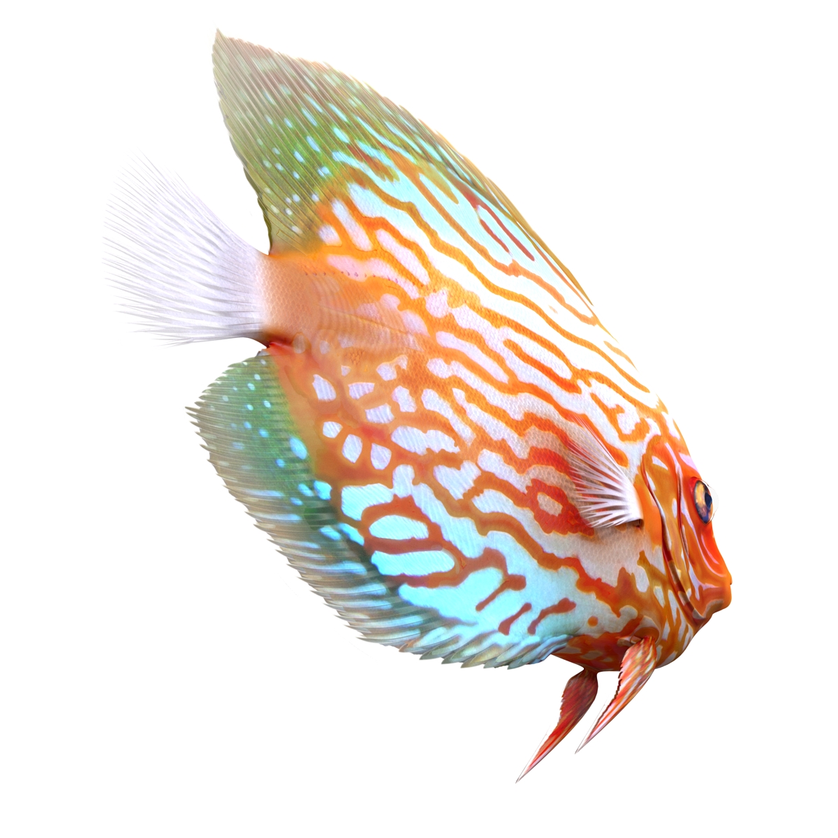 3D Symphysodon Fish