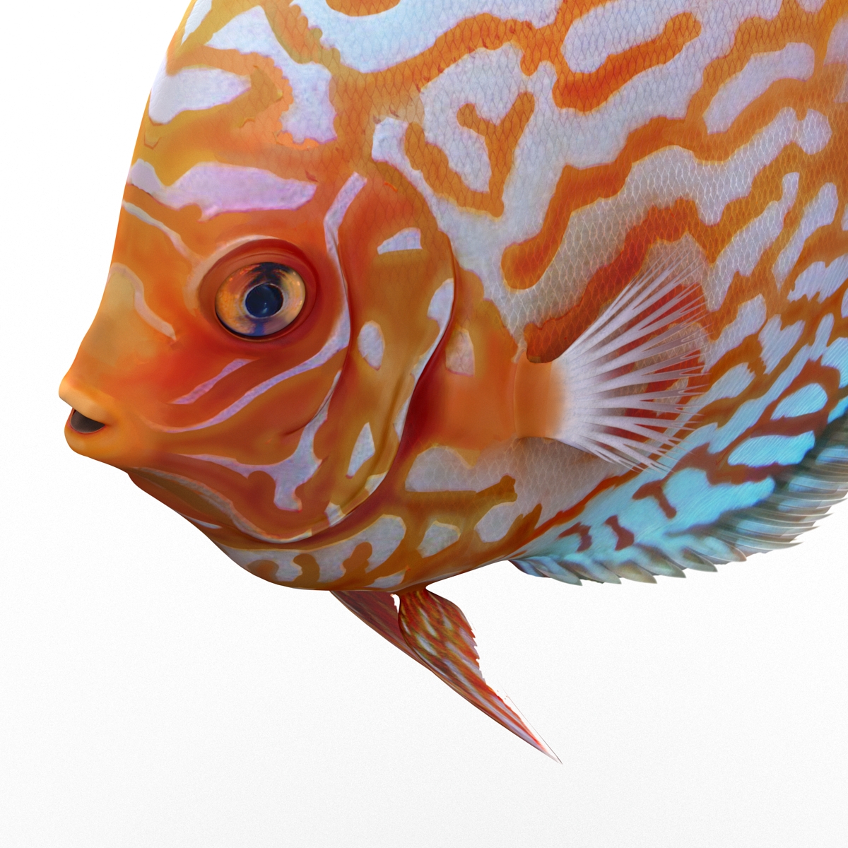 3D Symphysodon Fish