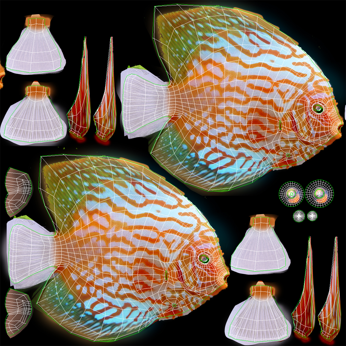 3D Symphysodon Fish