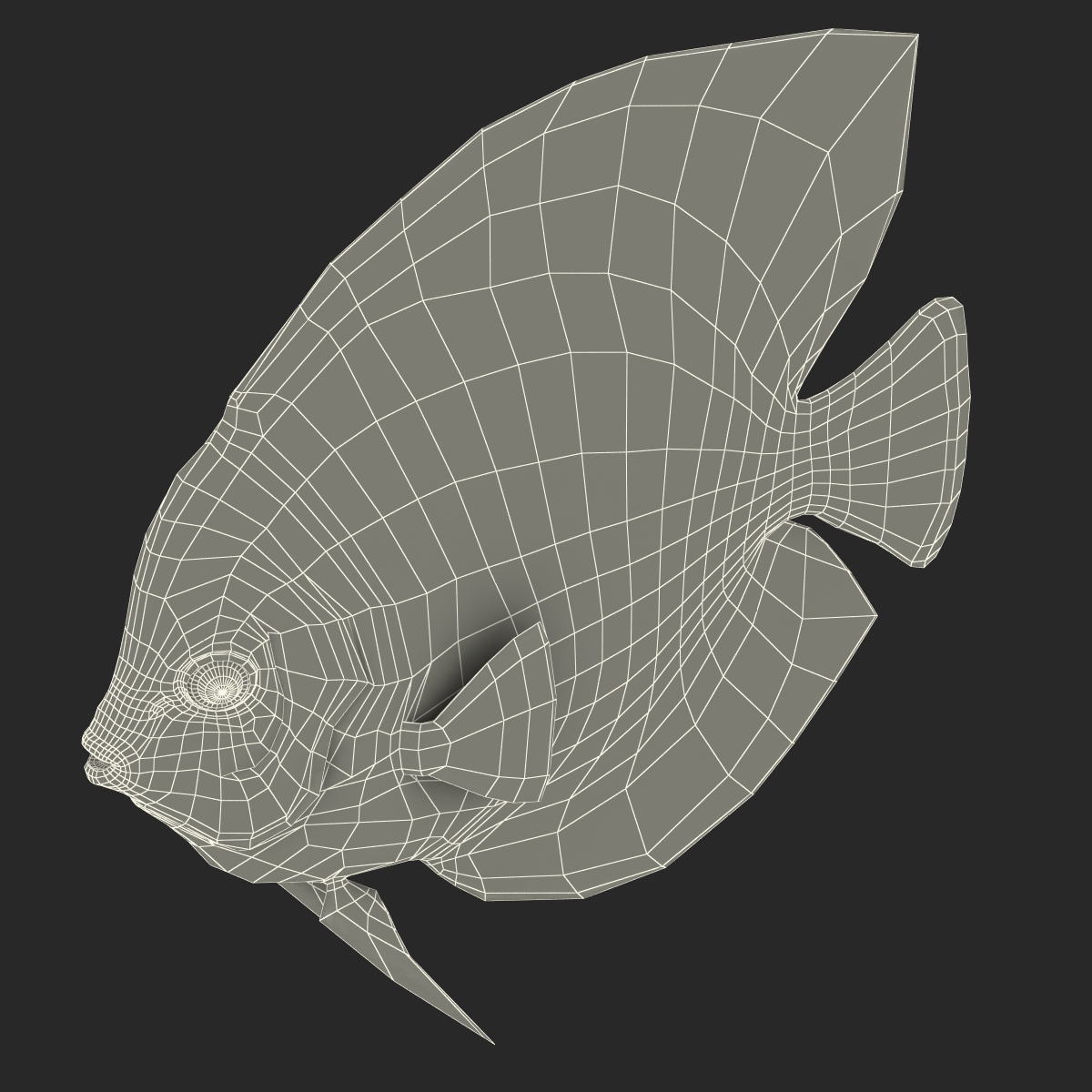 3D Symphysodon Fish