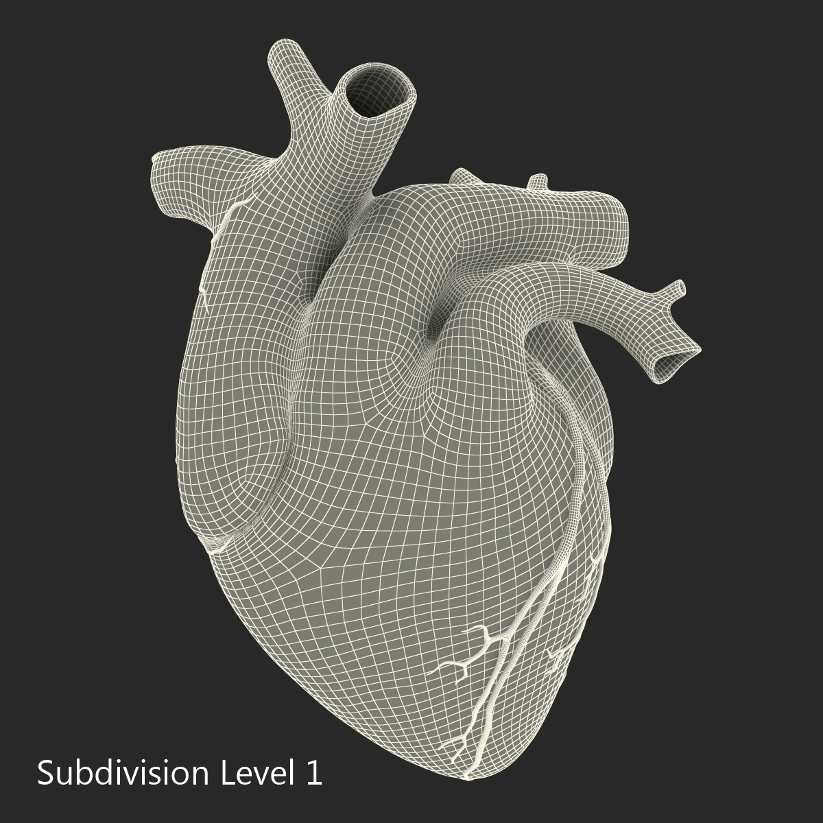 3D model Anatomy Heart Medical Plastic Model