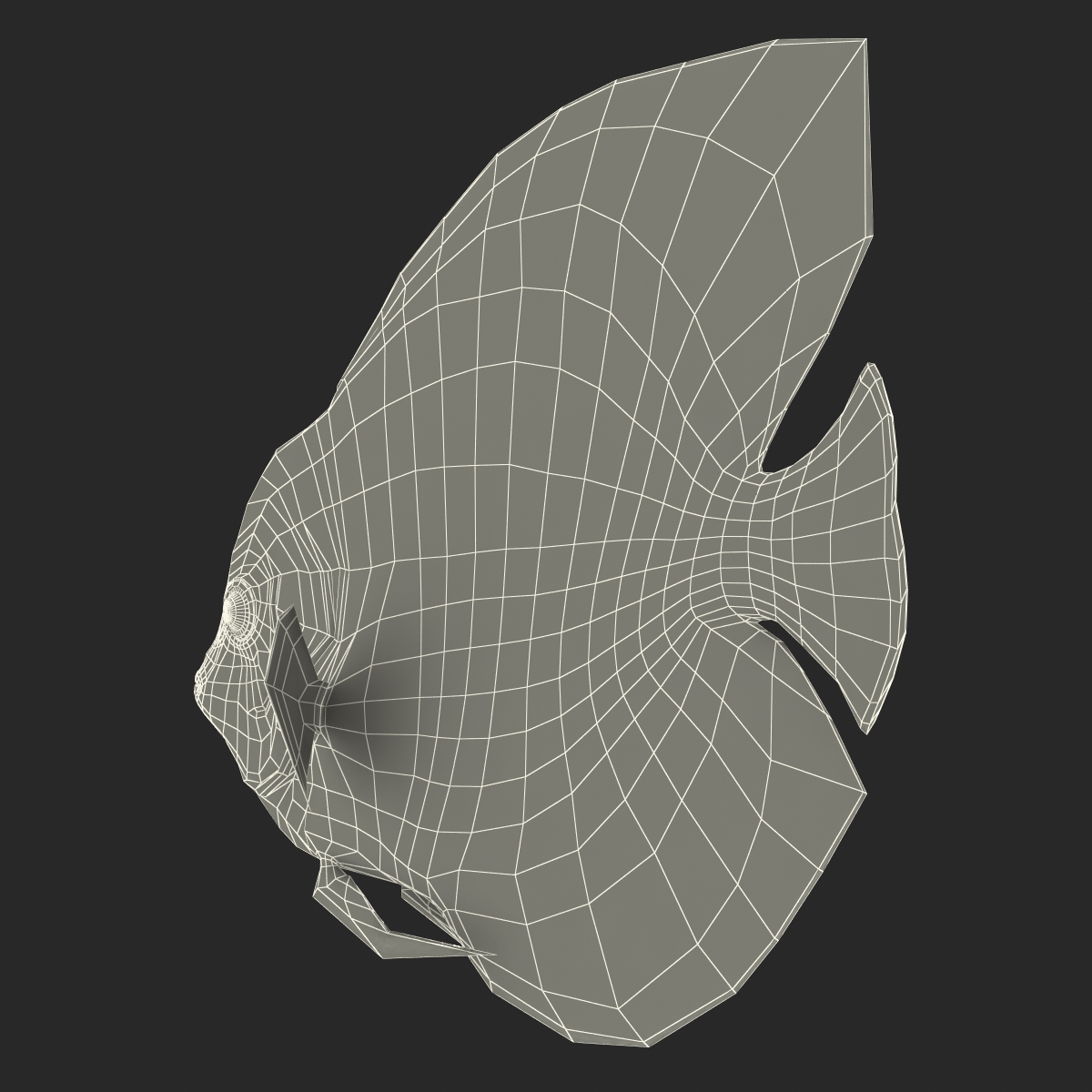 3D Symphysodon Fish Pose 2 model