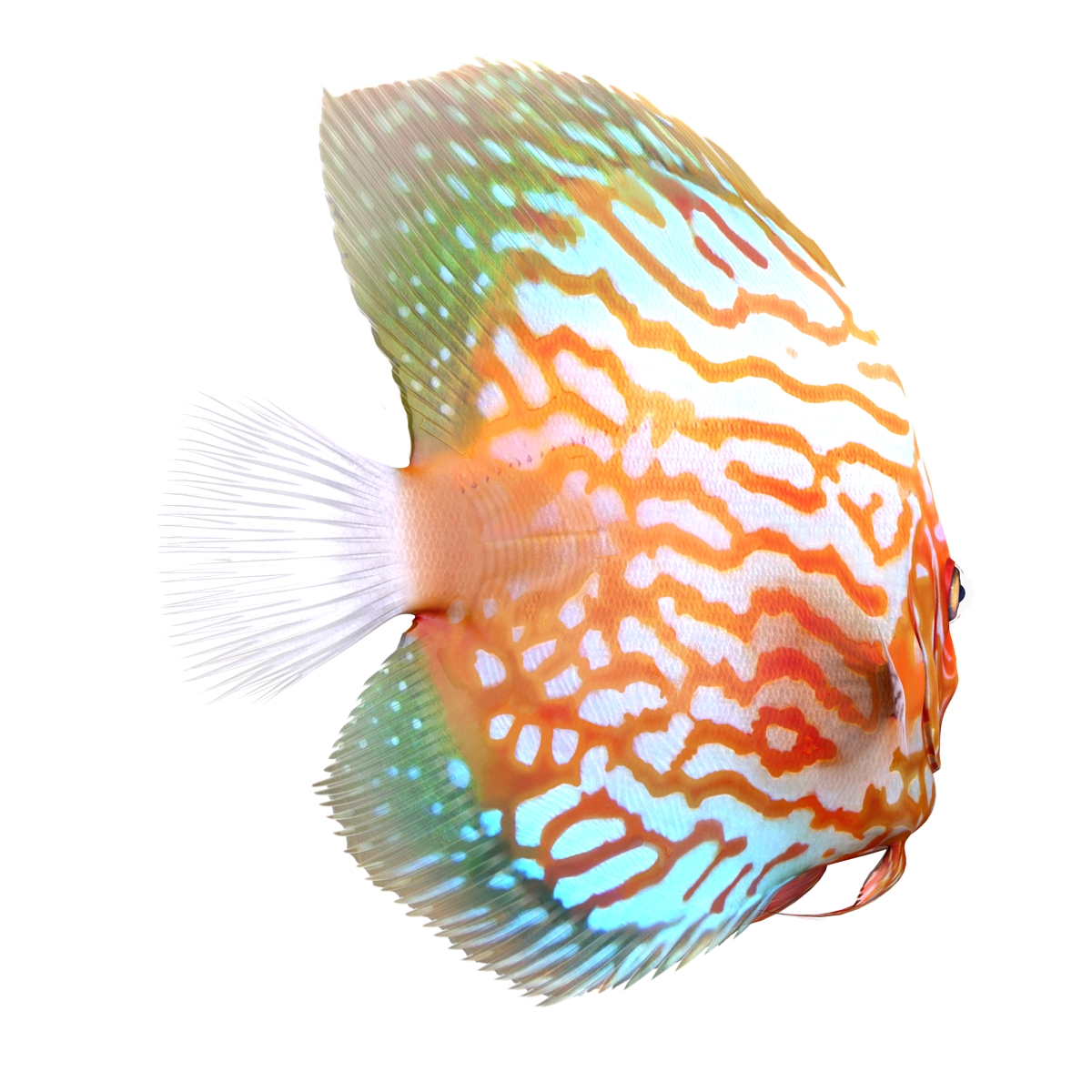 3D Symphysodon Fish Rigged model