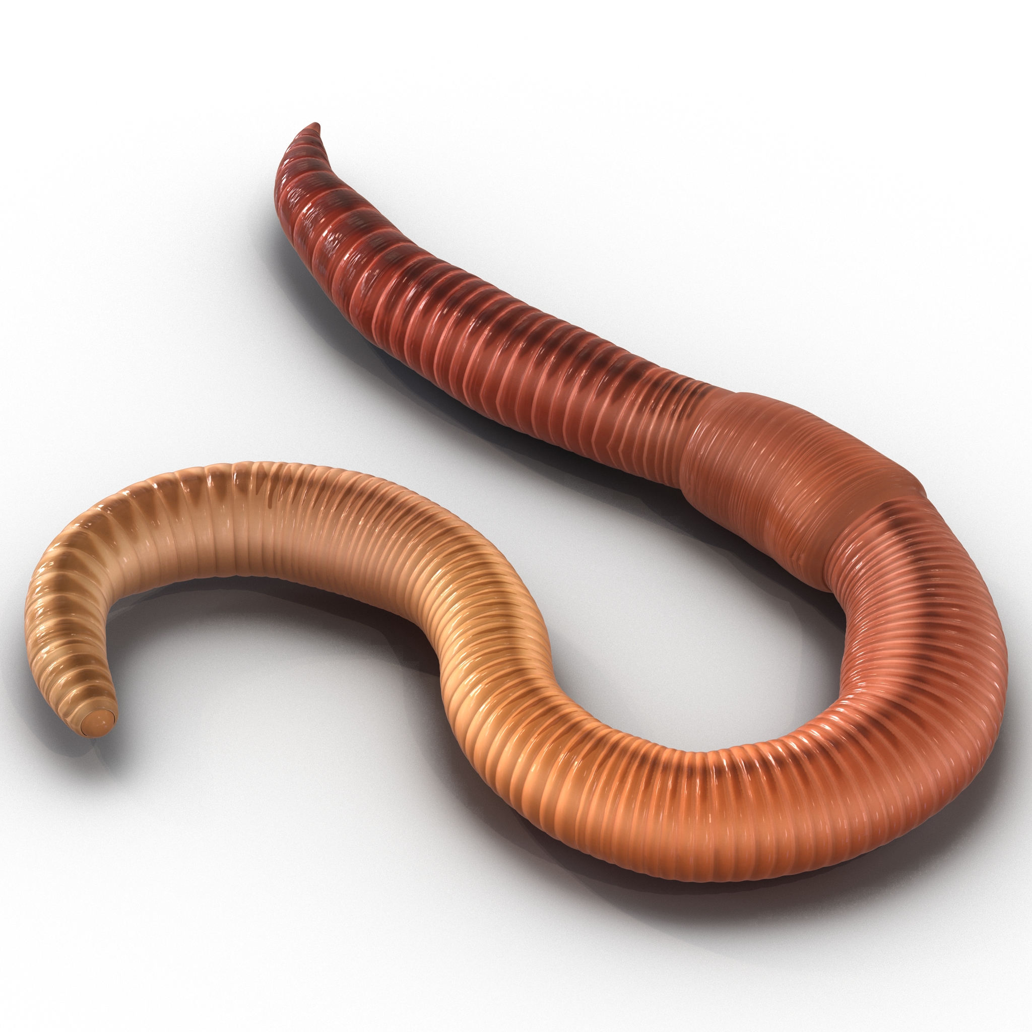 Earth Worm Rigged 3D