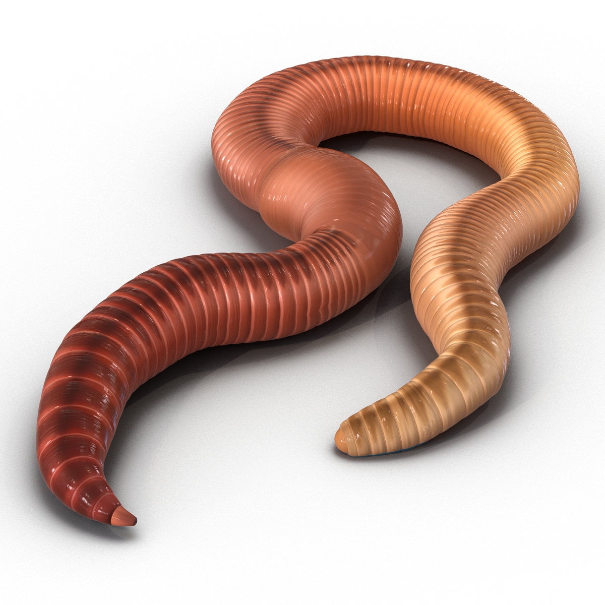 Earth Worm Rigged 3D