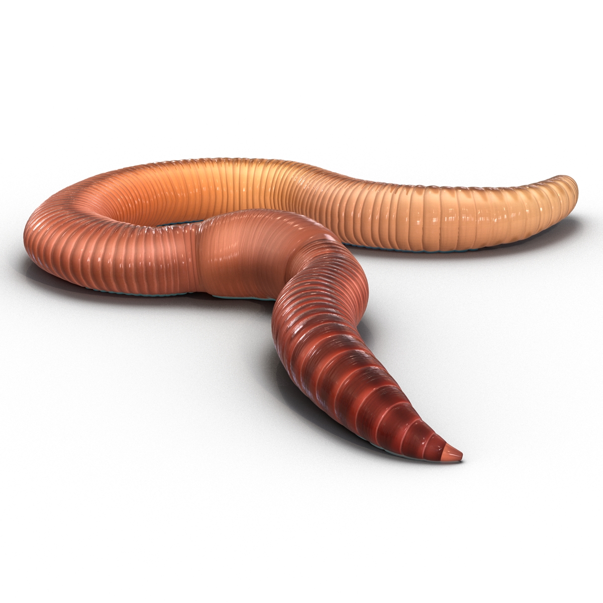 Earth Worm Rigged 3D