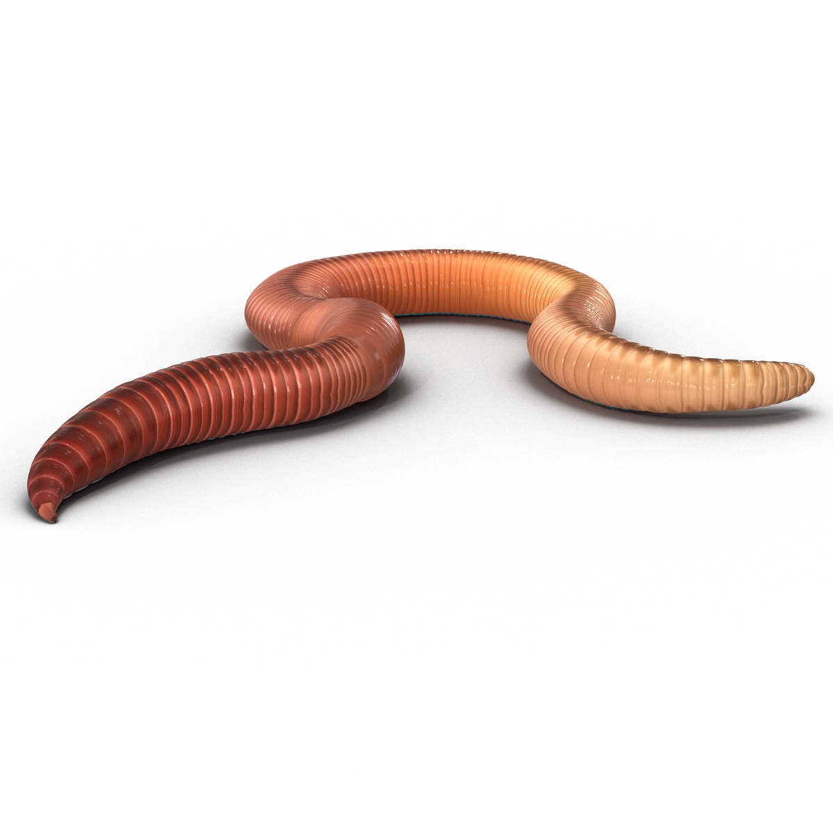 Earth Worm Rigged 3D