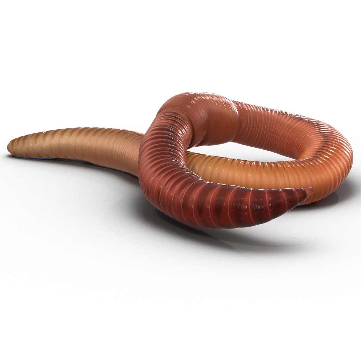 Earth Worm Rigged 3D