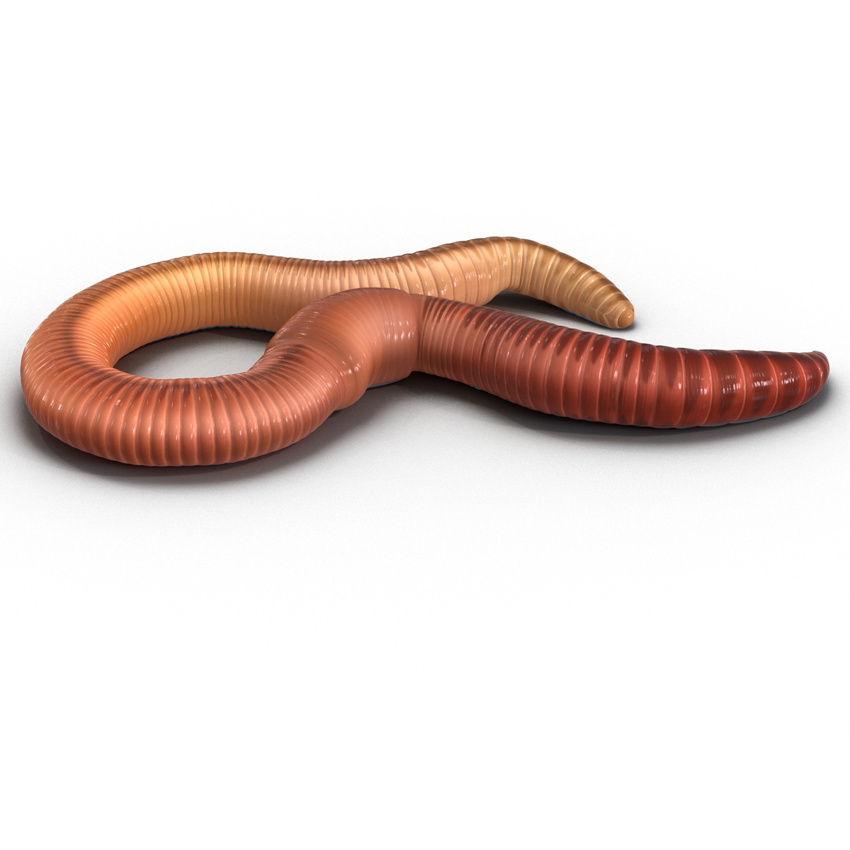 Earth Worm Rigged 3D