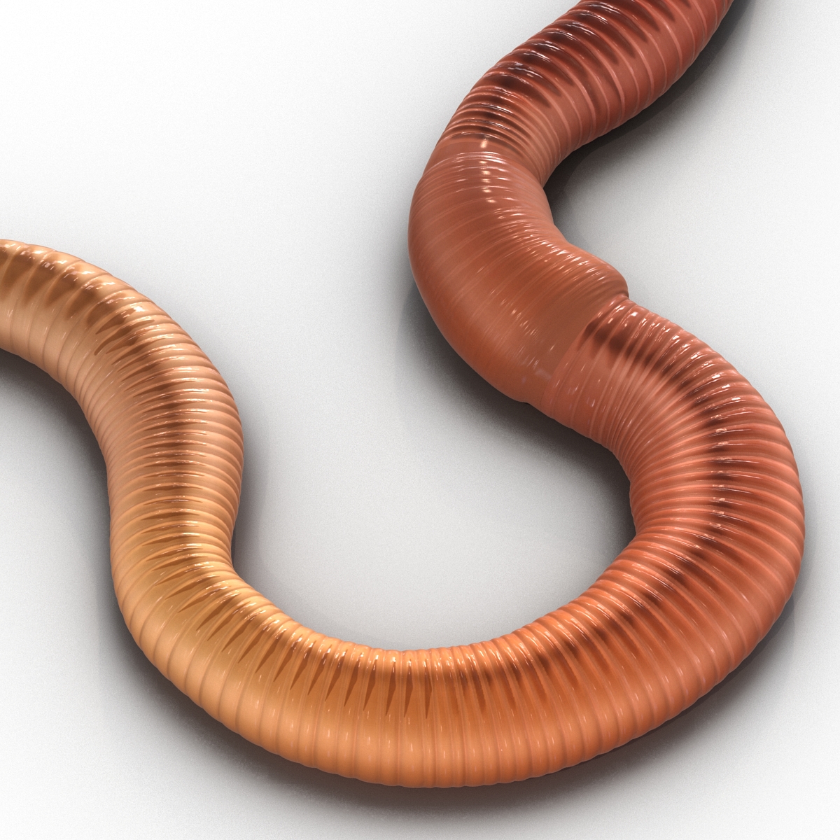 Earth Worm Rigged 3D