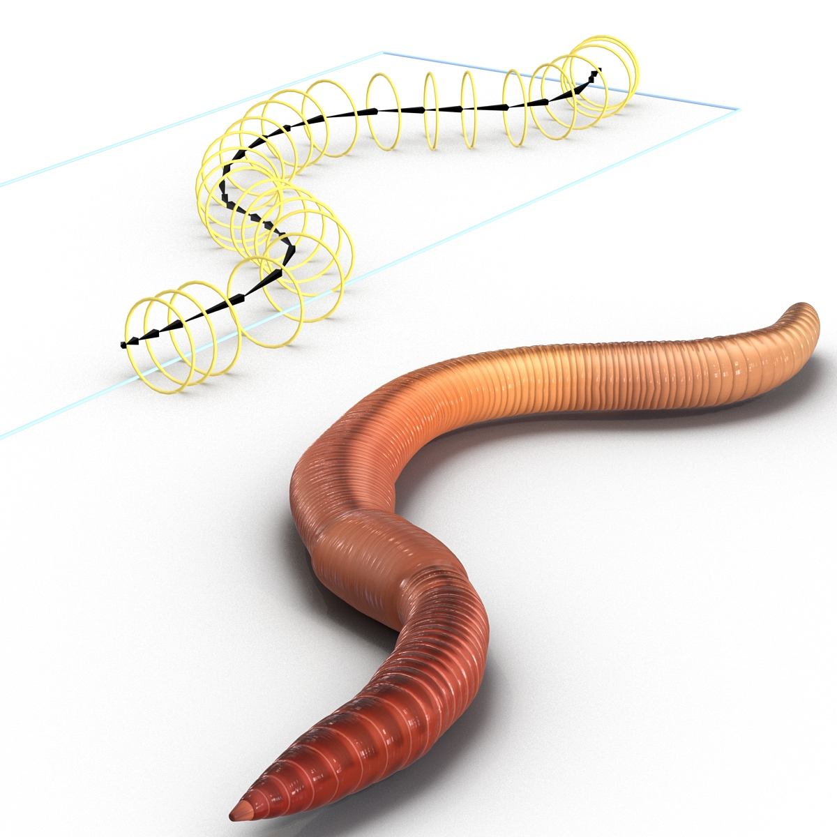 Earth Worm Rigged 3D