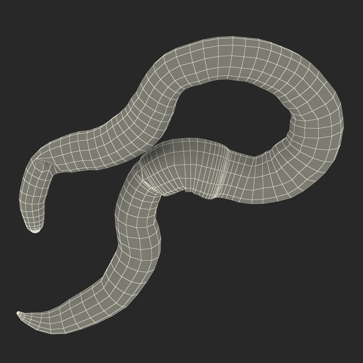 Earth Worm Rigged 3D