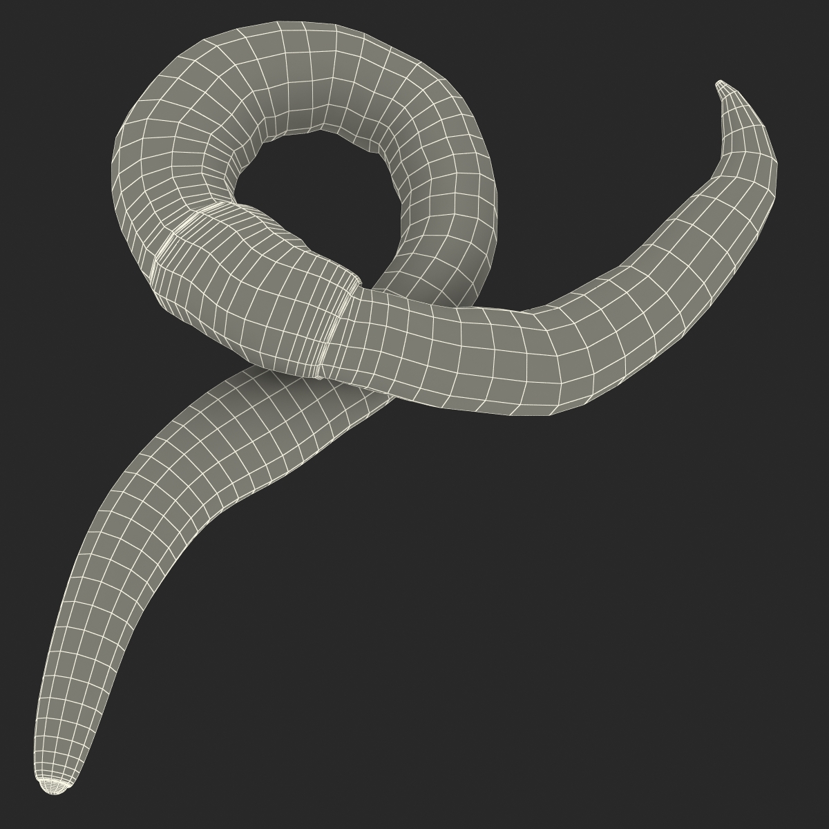 Earth Worm Rigged 3D